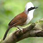 白冠噪鹛-缩略图-1