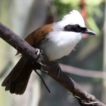 白冠噪鹛-缩略图-2