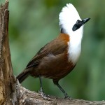 白冠噪鹛-缩略图-3