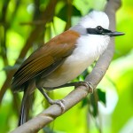 白冠噪鹛-缩略图-5