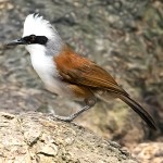 白冠噪鹛-缩略图-6