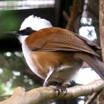 白冠噪鹛-缩略图-7