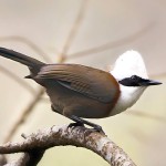 白冠噪鹛-缩略图-8