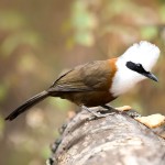 白冠噪鹛-缩略图-9