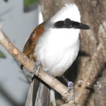 白冠噪鹛-缩略图-10