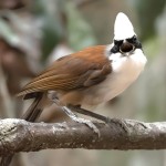 白冠噪鹛-缩略图-11