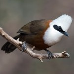 白冠噪鹛-缩略图-12