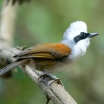 白冠噪鹛-缩略图-13