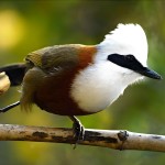 白冠噪鹛-缩略图-14