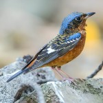 白喉矶鸫-缩略图-1