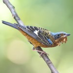 白喉矶鸫-缩略图-3