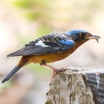 白喉矶鸫-缩略图-4