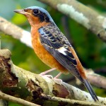 白喉矶鸫-缩略图-5