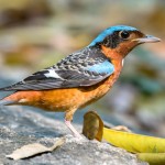 白喉矶鸫-缩略图-7