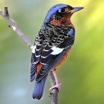 白喉矶鸫-缩略图-8