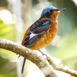 白喉矶鸫-缩略图-9