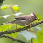 白领凤鹛-缩略图-1