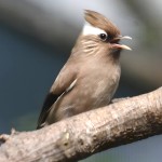 白领凤鹛-缩略图-4