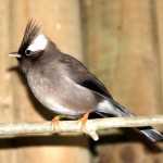 白领凤鹛-缩略图-5