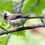 白领凤鹛-缩略图-6