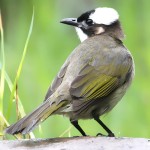 白头鹎-缩略图-1