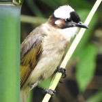 白头鹎-缩略图-3