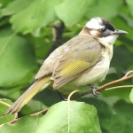 白头鹎-缩略图-4