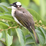 白头鹎-缩略图-5