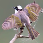 白头鹎-缩略图-6