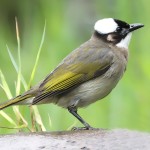 白头鹎-缩略图-7