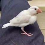 白文鸟-缩略图-1