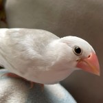 白文鸟-缩略图-3