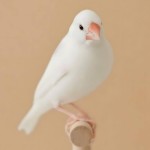 白文鸟-缩略图-4