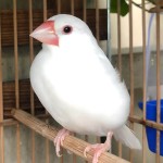 白文鸟-缩略图-5