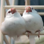 白文鸟-缩略图-6