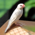 白文鸟-缩略图-7