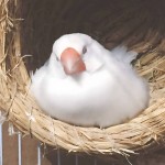 白文鸟-缩略图-8