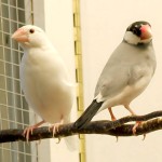 白文鸟-缩略图-9