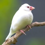 白文鸟-缩略图-10