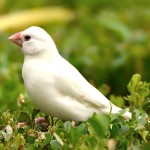 白文鸟-缩略图-11