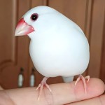 白文鸟-缩略图-13