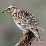 百灵鸟-缩略图-1