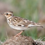 百灵鸟-缩略图-4