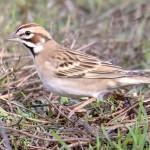 百灵鸟-缩略图-5