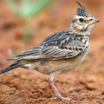 百灵鸟-缩略图-6