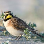 百灵鸟-缩略图-7