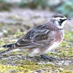 百灵鸟-缩略图-8