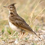 百灵鸟-缩略图-9