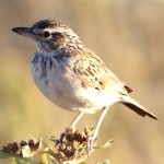 百灵鸟-缩略图-10