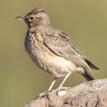 百灵鸟-缩略图-11